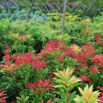 PIERIS JAPONICA Mountain Fire Japanese Andromeda new growth